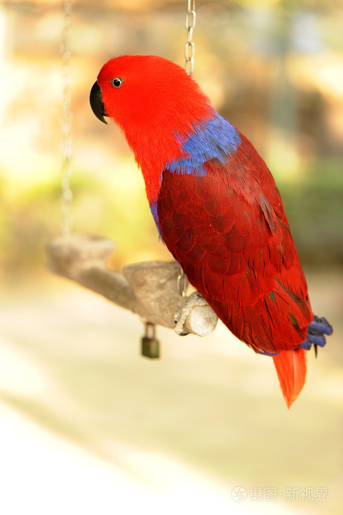滕州红鹦鹉图片