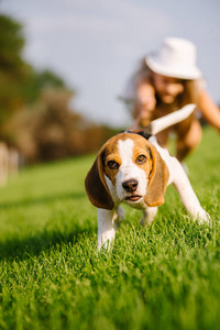 绿色草地上的狗。小猎犬小狗走