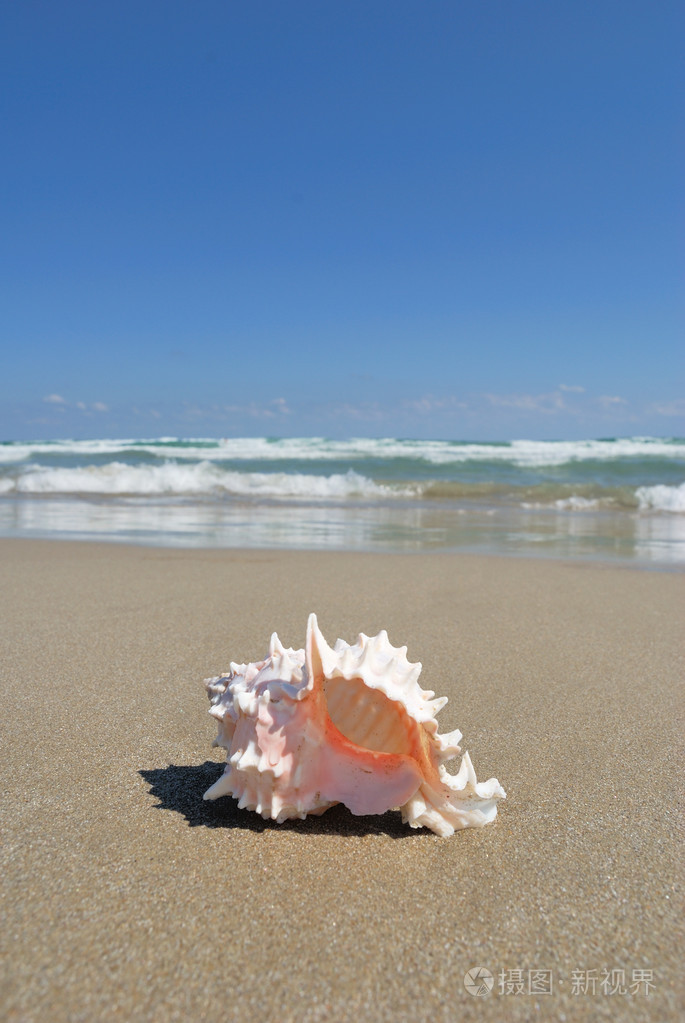 沙滩贝壳