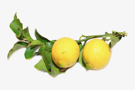 柠檬 柠檬树 柠檬黄