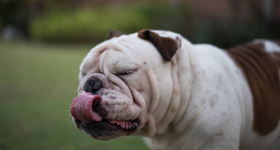 英国斗牛犬显示舌和闭上眼睛