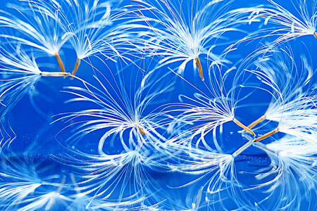 干蒲公英降落伞种子在浅蓝色背景。夏日自然壁纸