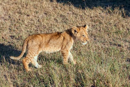 在肯尼亚平原上的小狮子