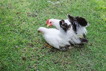 在绿色草地上的两个白鸡