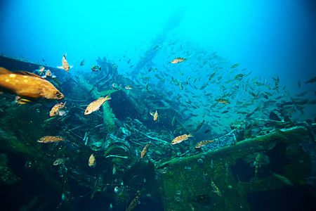 theocean海底输油管采用颜色在海底扇珊瑚海底观看一艘有珊瑚和藻类