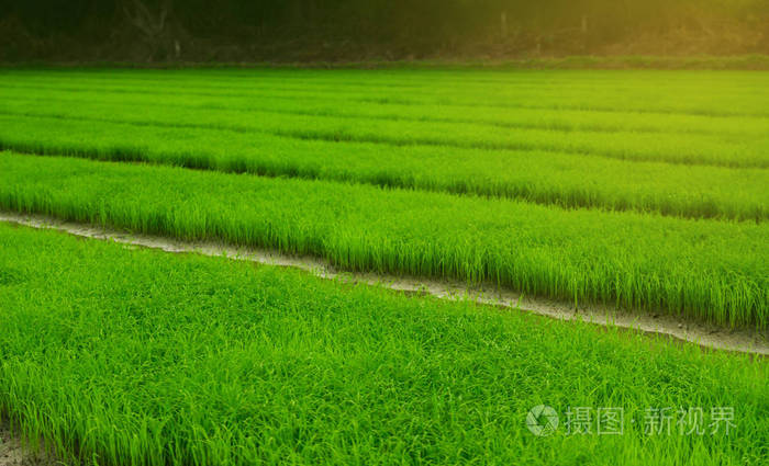 绿色的田野农业景观