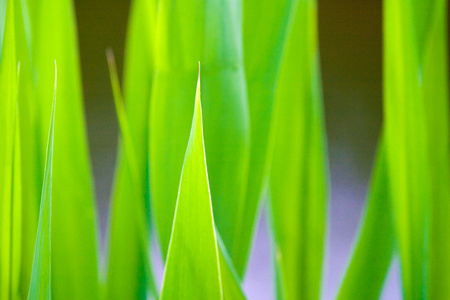 绿色植物