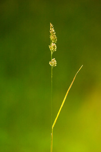 绿色植物