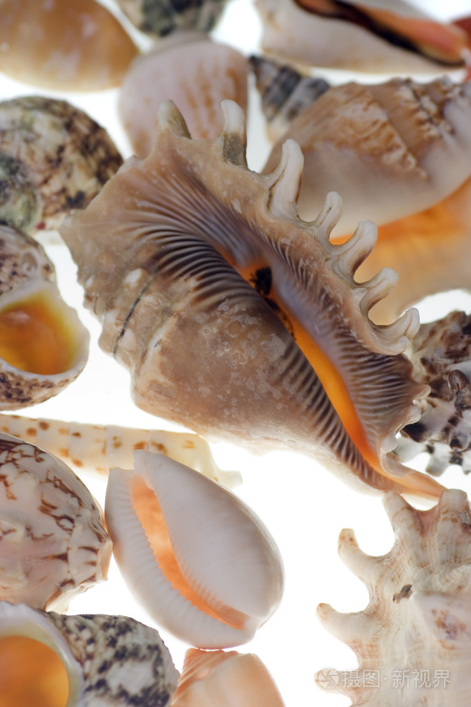 贝类动物 甲壳类动物 甲壳类(食物)