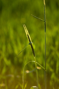 野生植物