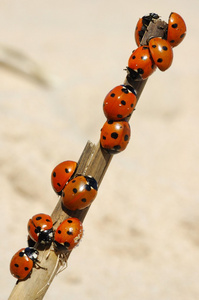 瓢虫 ladybird的名词复数 