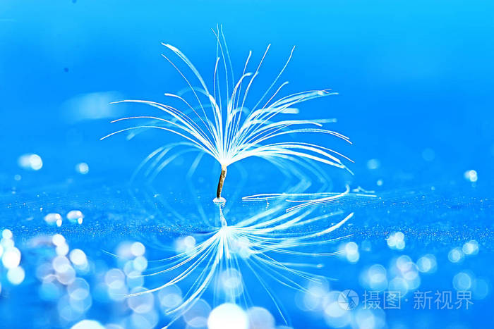 干蒲公英降落伞种子在浅蓝色背景.夏日自然壁纸