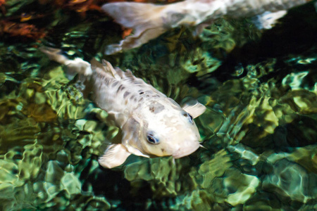 锦鲤，日本大鱼，水下在花园里