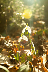 雪花莲春天开白花 snowdrop的名词复数 