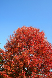 秋天的红树