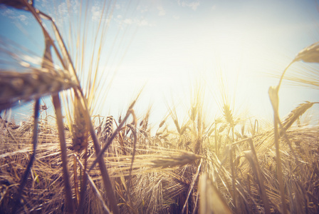 小麦在太阳的光