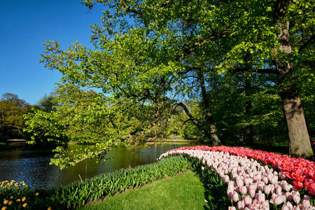 盛开的郁金香花圃在库肯霍夫花园 Netherlan