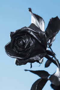 黑玫瑰。概念 符号的悲伤 忧郁和悲伤的心情