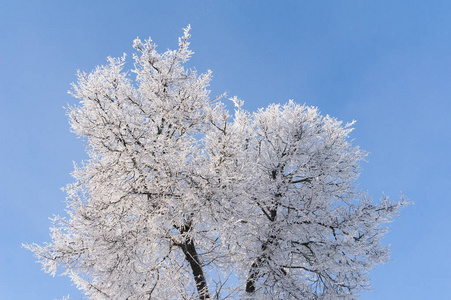 冬天.分支机构的树木和灌木在雪中照片