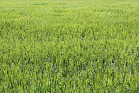 绿色的麦田。绿色农业背景与谷物