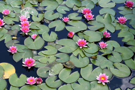 荷花，睡莲 water lily的名词复数 