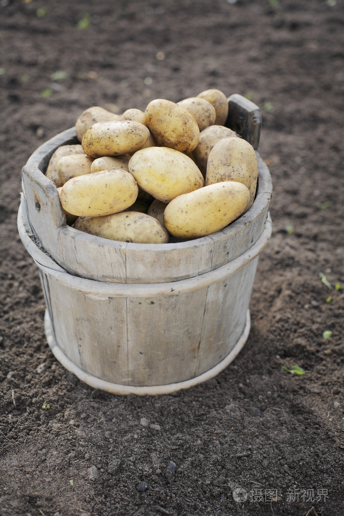 马铃薯土豆potato的名词复数小人物