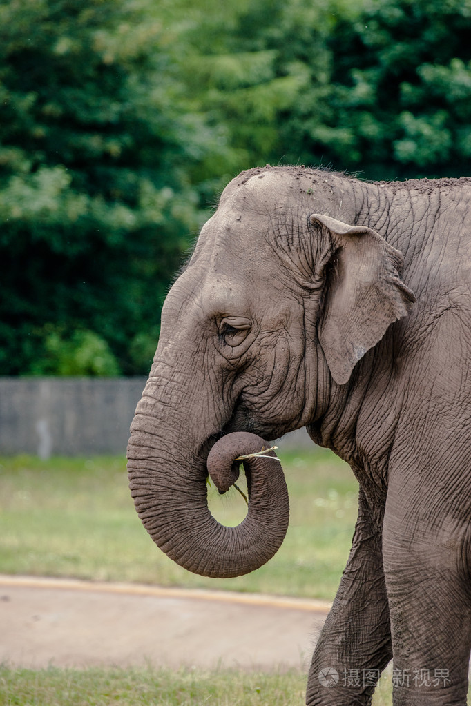 老可爱的大象吃草