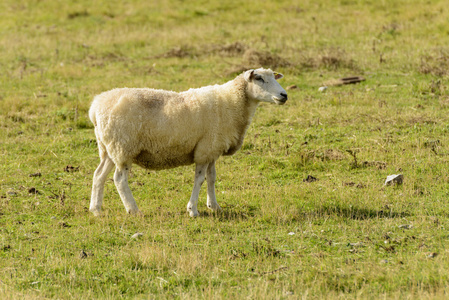 羅姆尼沼泽羊 09