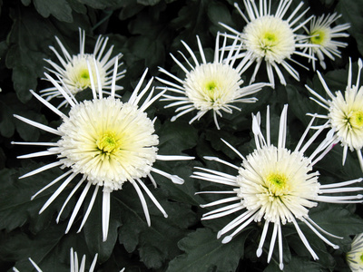 lt植gt菊花 chrysanthemum的名词复数 