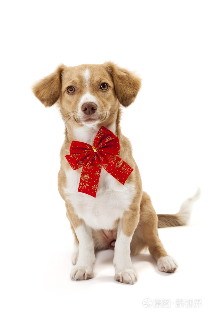 可爱的狗戴着红色蝴蝶结