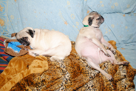 醉熏熏两个有趣的巴哥犬睡觉概念的挂在照片