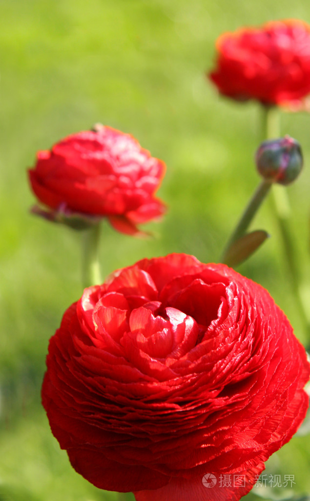 红花照片-正版商用图片00jhi2-摄图新视界