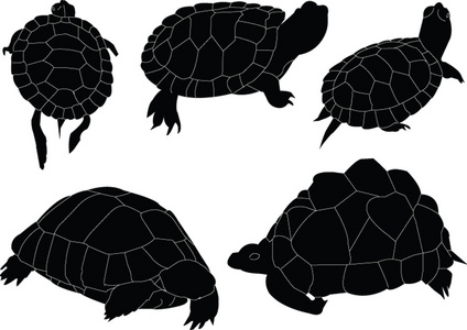 海龟插图收集