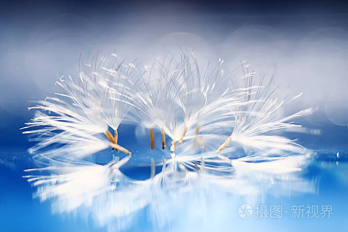 干蒲公英降落伞种子在浅蓝色背景夏日自然壁纸
