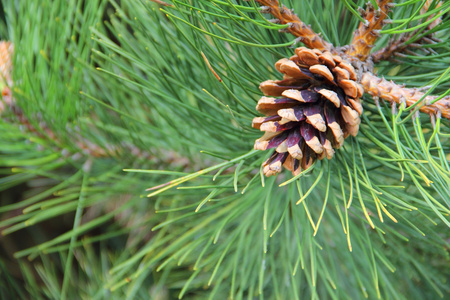 好看的松果松塔松塔照片