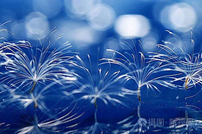 干蒲公英降落伞种子在浅蓝色背景.夏日自然壁纸