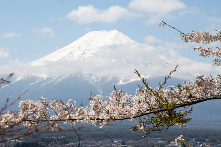 作为用樱花盛开的作为为背景的日本富士山