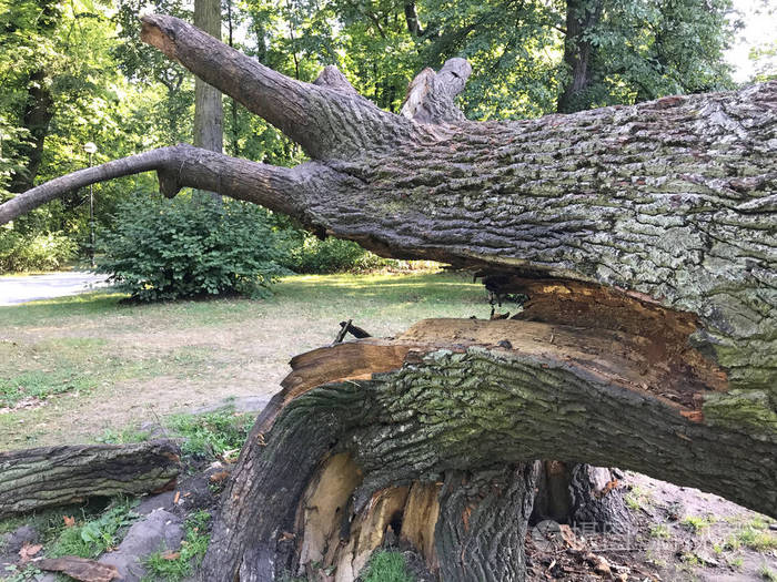 堕落的参天大树在波兰东部