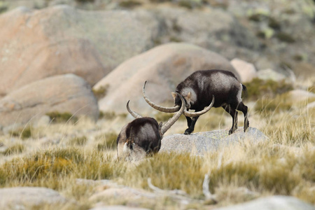 西班牙 ibex 季节