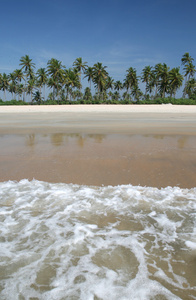 靠近海洋的椰子棕榈