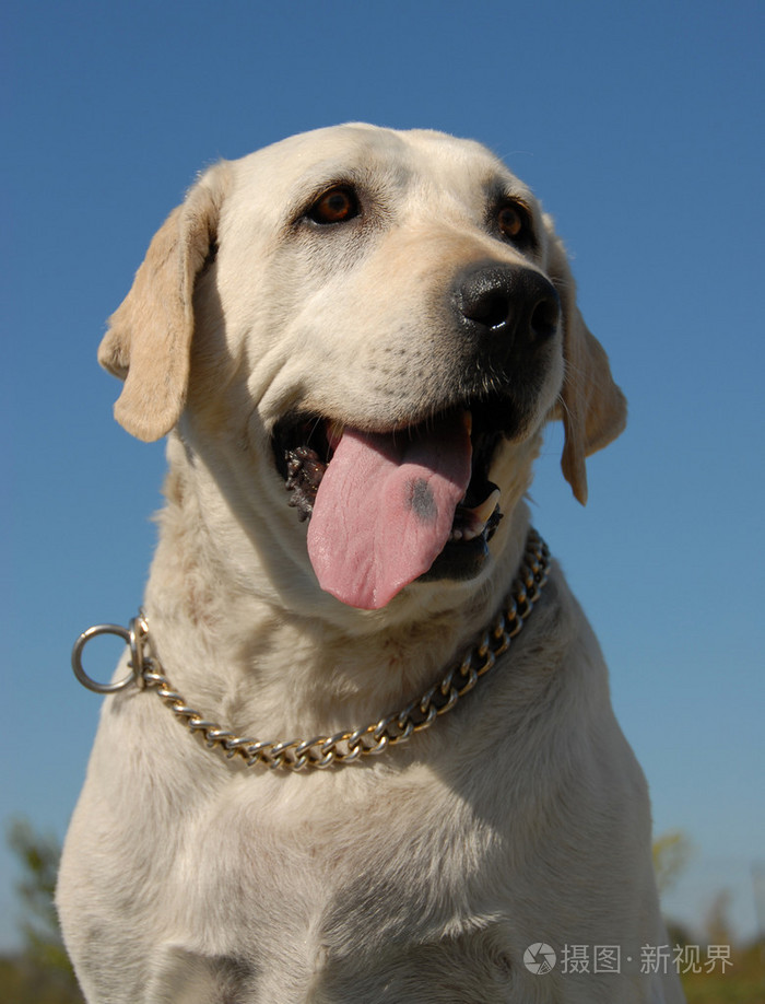 拉布拉多寻回犬犬种