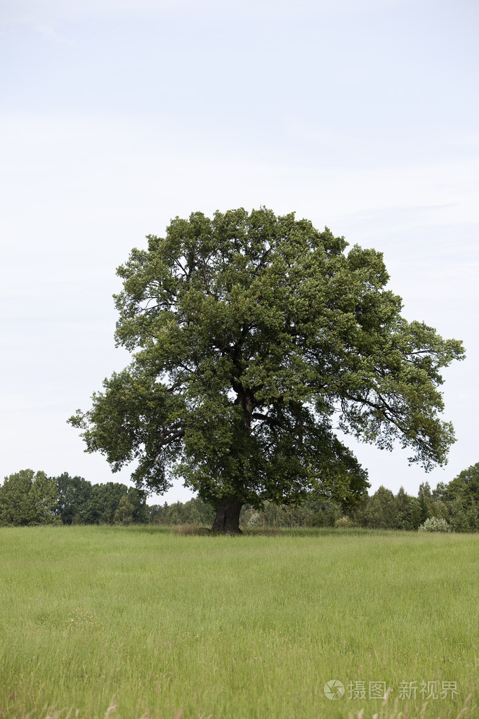 栎树橡木色栎木橡木橡木家具