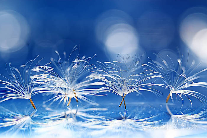 干蒲公英降落伞种子在浅蓝色背景夏日自然壁纸