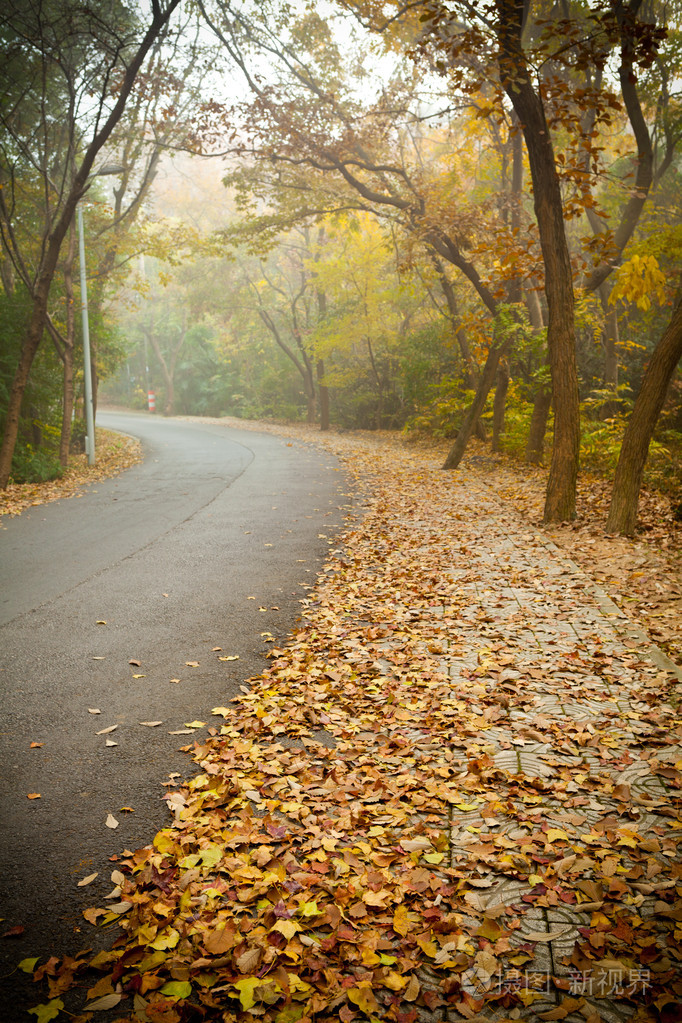 道路上铺满了落叶