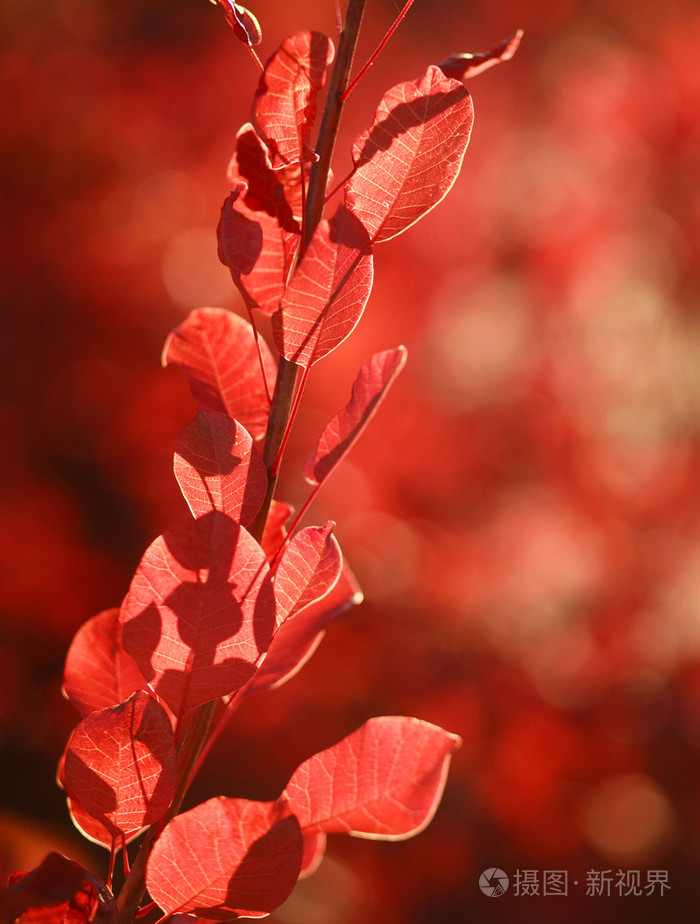 美丽的秋天风景在森林里红色的叶子在阳光下