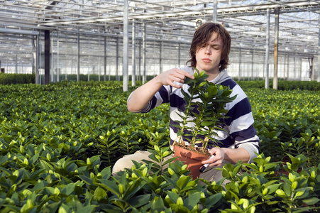 检查盆栽植物