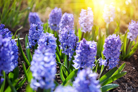 蓝色春天的花朵