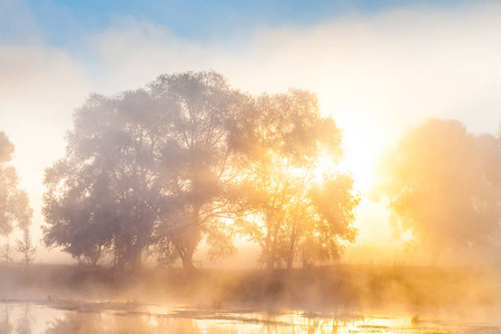雾蒙蒙的早晨悄然在河流和森林。神秘的树剪影