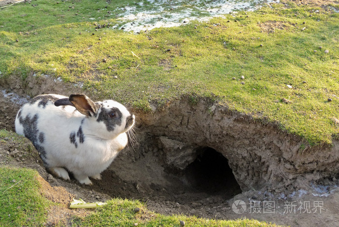兔子在洞里休息