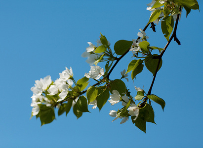 苹果树